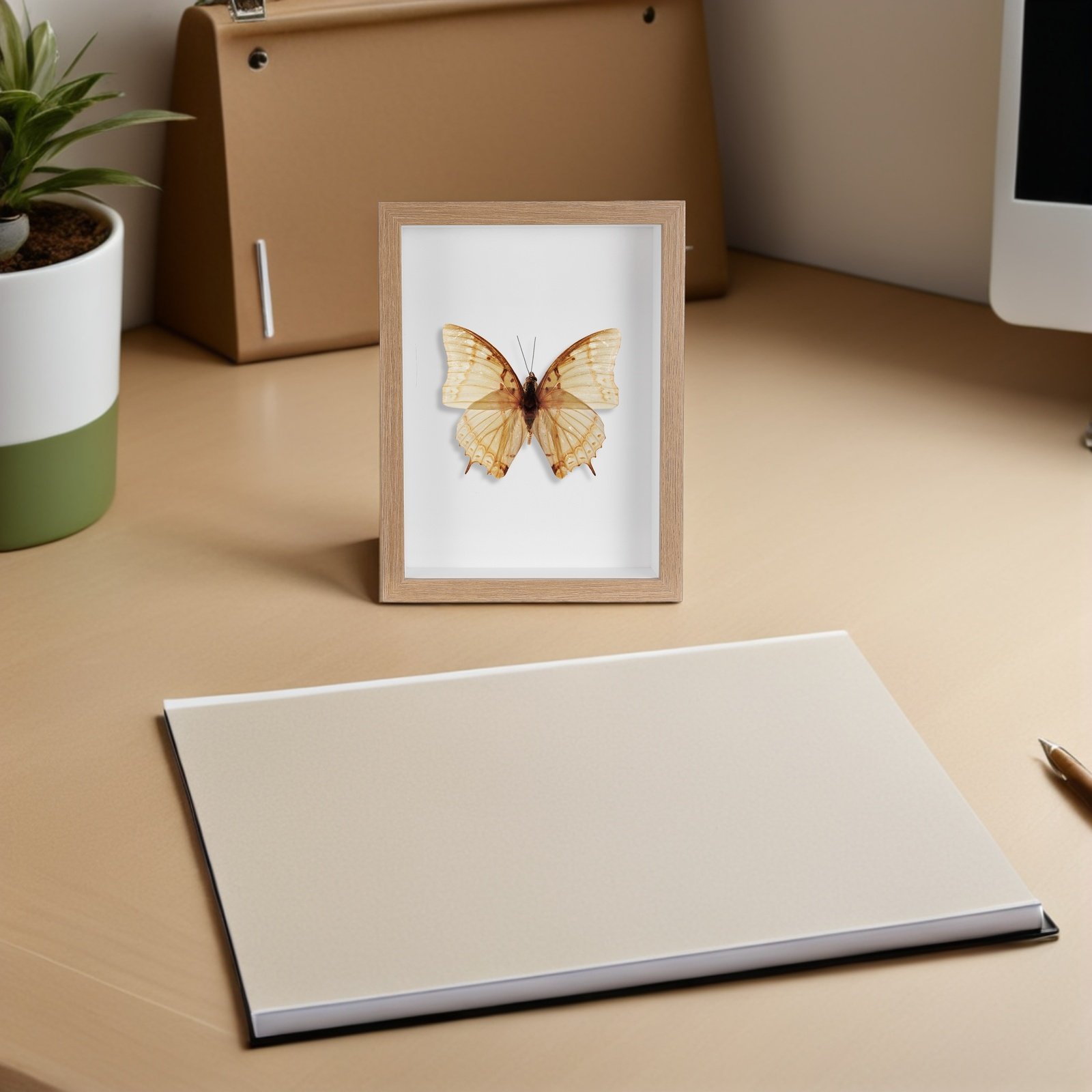 Wooden Framed Bug Display Case - Frame Display Wood recension och pris